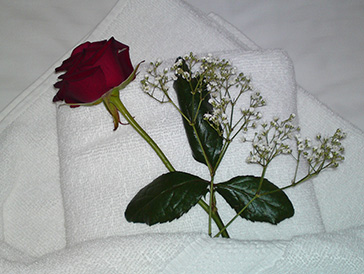 Rose die auf Kissen gebettet ist